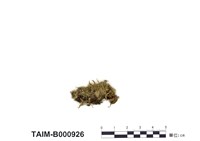 藏品(短肋雉尾苔)的圖片